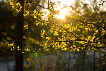 Leaves of the green tree during sunset. Slovakia