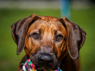 Rhodesian Ridgeback mit Spielzeug im Maul