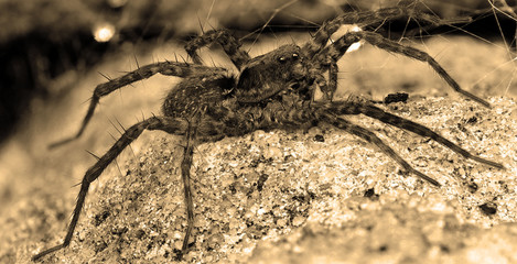 Spinne/ Insekten