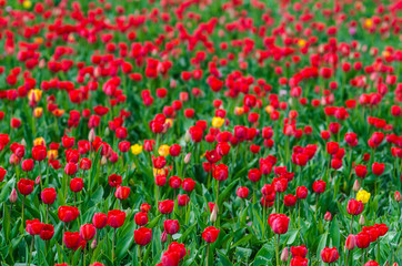 Fototapeta na wymiar Red tulips in the grass