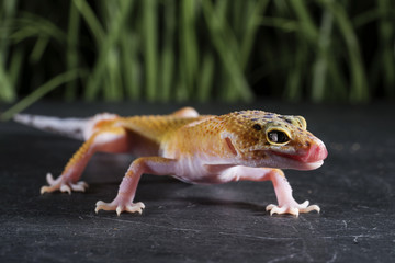Gecko