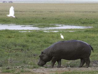 Hippo with Birds