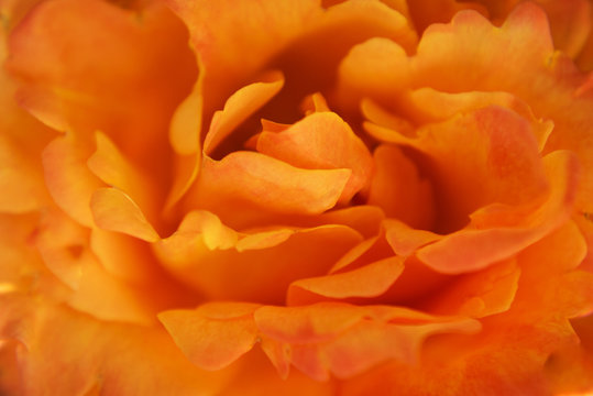 "Rose Macro" Images – Browse 285 Stock Photos, Vectors, and Video ...