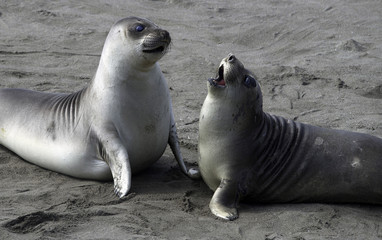 Seals at Piedras Blancas California