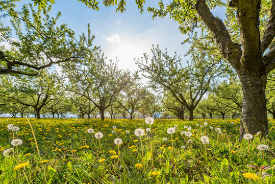 Obstplantage in der untergehenden Sonne mit bl&uuml;hendem L&ouml;wenzahn
