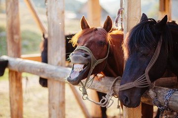 horse neighs at stall
