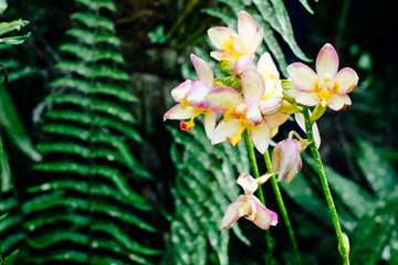 Pink phalaenopsis orchid flower at the botanical garden. A beautiful orchid plant in nature