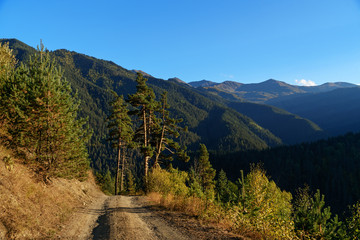 Forest in Tusheti Nature Reserve. Georgia