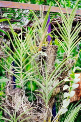 Orchid flower planted on a dry wood, in asia