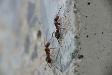 Ameisen auf Betonwand