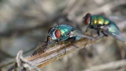 Fliegen Grün Golden