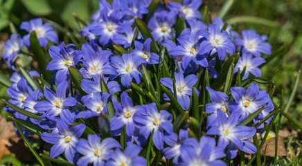 Fototapeta na wymiar spring violet flowers in green grass