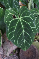 Queen of the Leafy Plants Colocasia esculenta in Asia