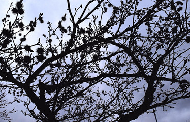 baby maple tree cr2017darrelljbanks