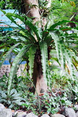 palm flower planted on the tree, in Asia