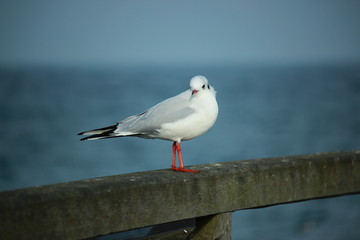 Möwen auf dem Steg