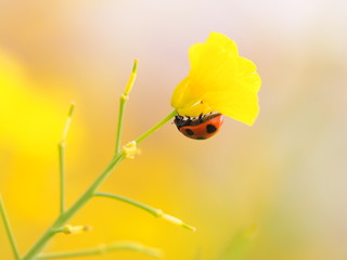 てんとう虫