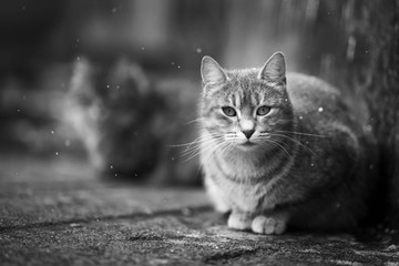 grey cat sitting on the pavement. and it is snowing outside. cat in the snow
