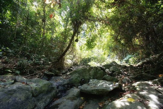 Jungle trekking on Koh Chang