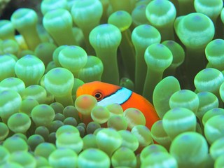 イソギンチャクとクマノミ
