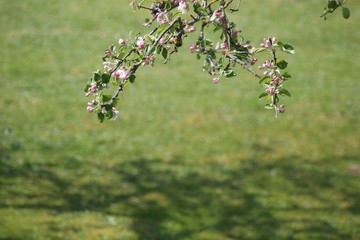 Frühling ist da