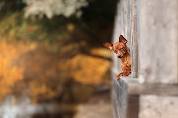 Dog Toy Terrier on a bridge in the park