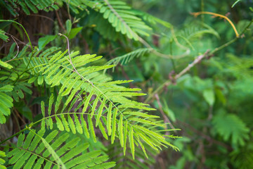 Fototapeta premium Green leave nature long fresh nature