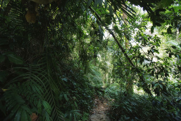 Jungle trekking on Koh Chang