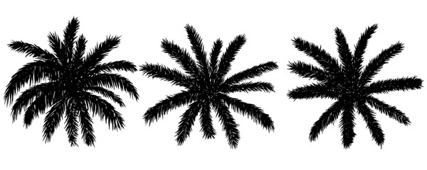 Vector illustration. Silhouettes of palm leaves on a white background.