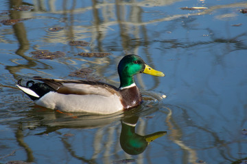 duck on the lake