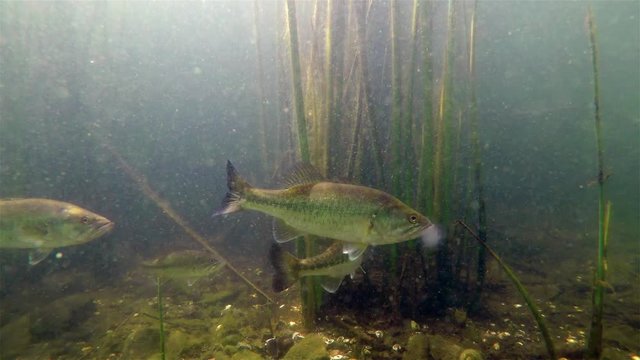 Underwater View of Largemouth Bass Swimming Through the Reeds