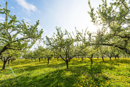 Obstplantage in der untergehenden Sonne mit bl&uuml;hendem L&ouml;wenzahn
