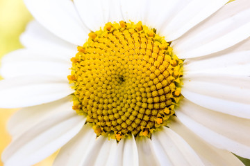 Close up of Daisy