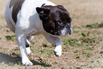 Französische Bulldogge