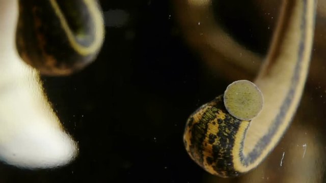 Medical leech in a container with water.