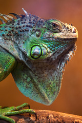 Closeup of green Iguana