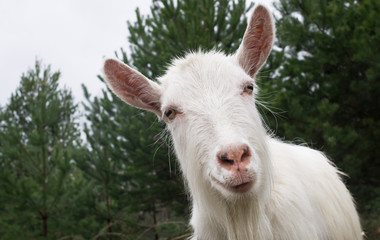 Fototapeta premium The White goat on a background trees looks in a lens.