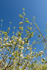 Arbre en fleur au printemps