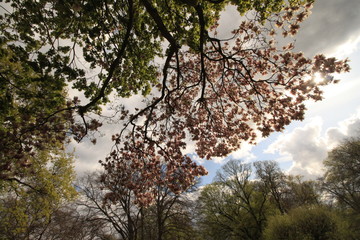 Frühling in Berlin / April im Stadtpark Steglitz