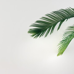 Tropical palm leaves on bright background. Summer minimal concept. Flat lay.