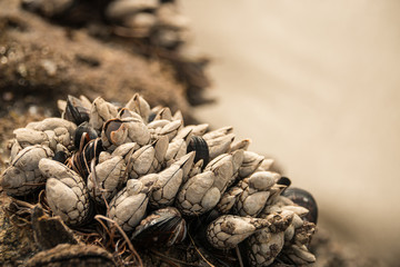 Shells growing on a rock at the beach