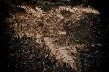Fern (Polypodiophyta) in the autumn