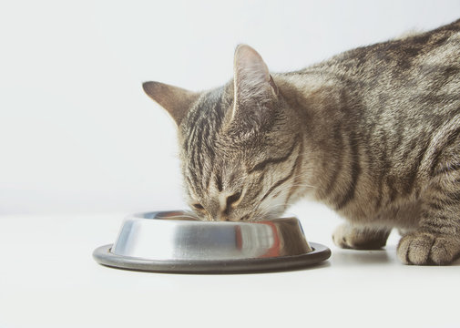 Cat Eating From The Bowl