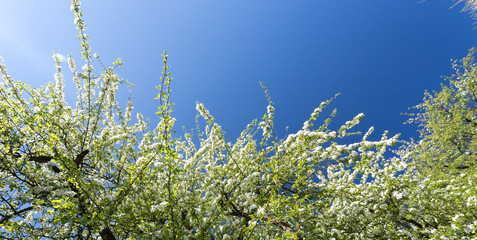 Arbre en fleur au printemps
