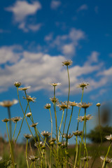 Wild chamomile flowers on a field