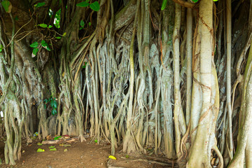 Deep jungle nature of Sri Lanka