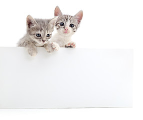 Kittens with blank.