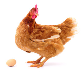 Brown hen and egg.