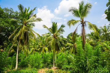 Obraz premium Deep tropical forest of Sri Lanka