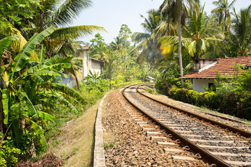 Fototapeta na wymiar Palm forest across railway road on Sri Lanka